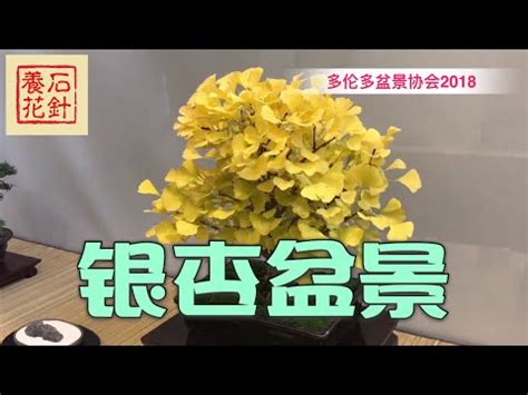 銀杏種植盆栽|銀杏盆栽照護指南